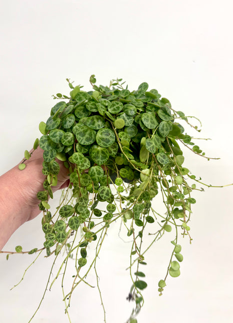 Peperomia Prostrata/ string of turtles