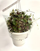Ceropegia silver glory/string of hearts