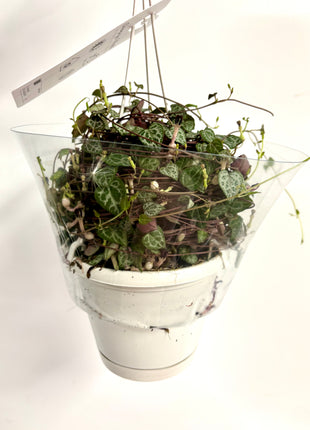 Ceropegia silver glory/string of hearts