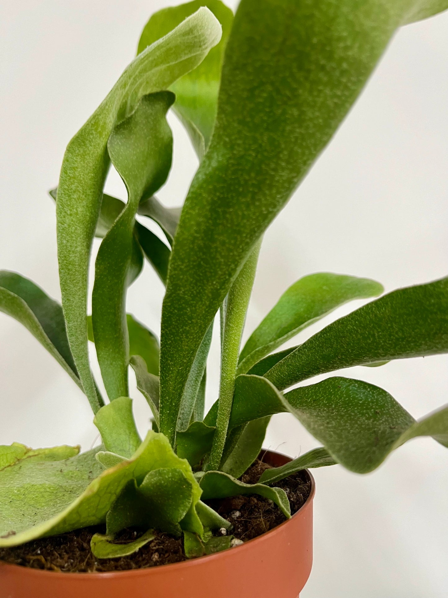 Platycerium Biforcatum / Staghorn Fern