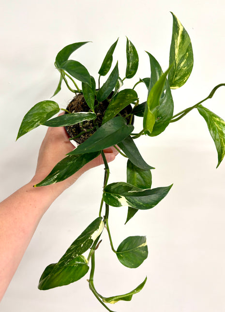 Epipremnum Pinnatum Variegata