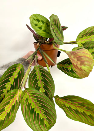 Maranta Fascinator