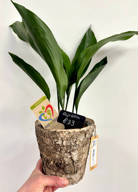 Bark style pot