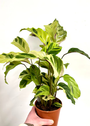 Calathea Fusion Yellow