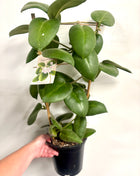 Hoya Calycina Stargazer
