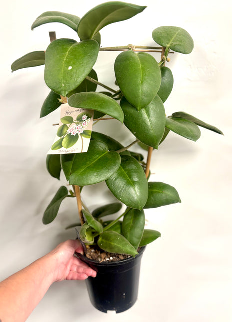 Hoya Calycina Stargazer
