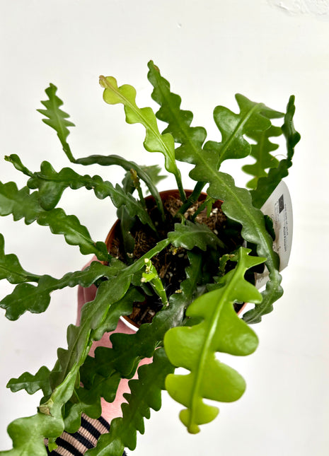 Epiphyllum / Fishbone Cactus