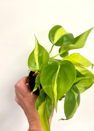Philodendron Scandens Brasil