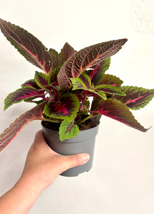 Coleus Ruby