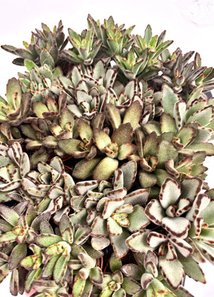 Kalanchoe Tomentosa