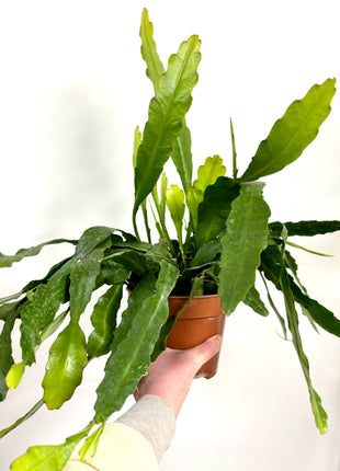 Epiphyllum Fruhlings Gold