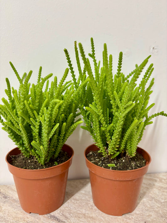Crassula Lycopodioides