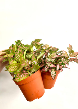 Fittonia - Pink