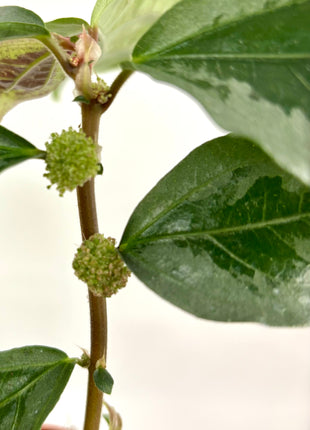 Elatostema Vittatum