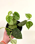 Scindapsus Pictus Argyraeus