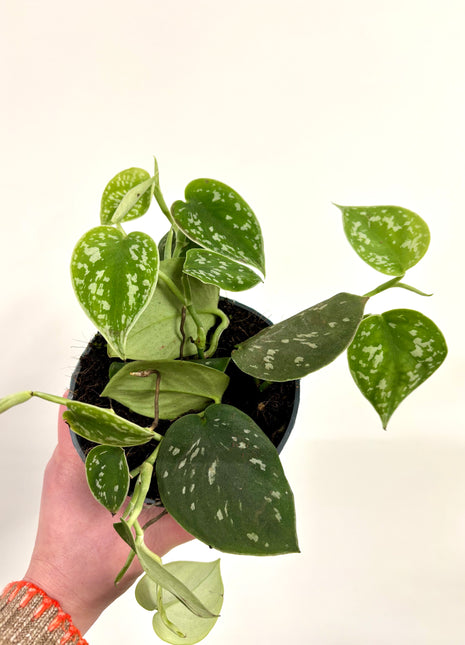 Scindapsus Pictus Argyraeus