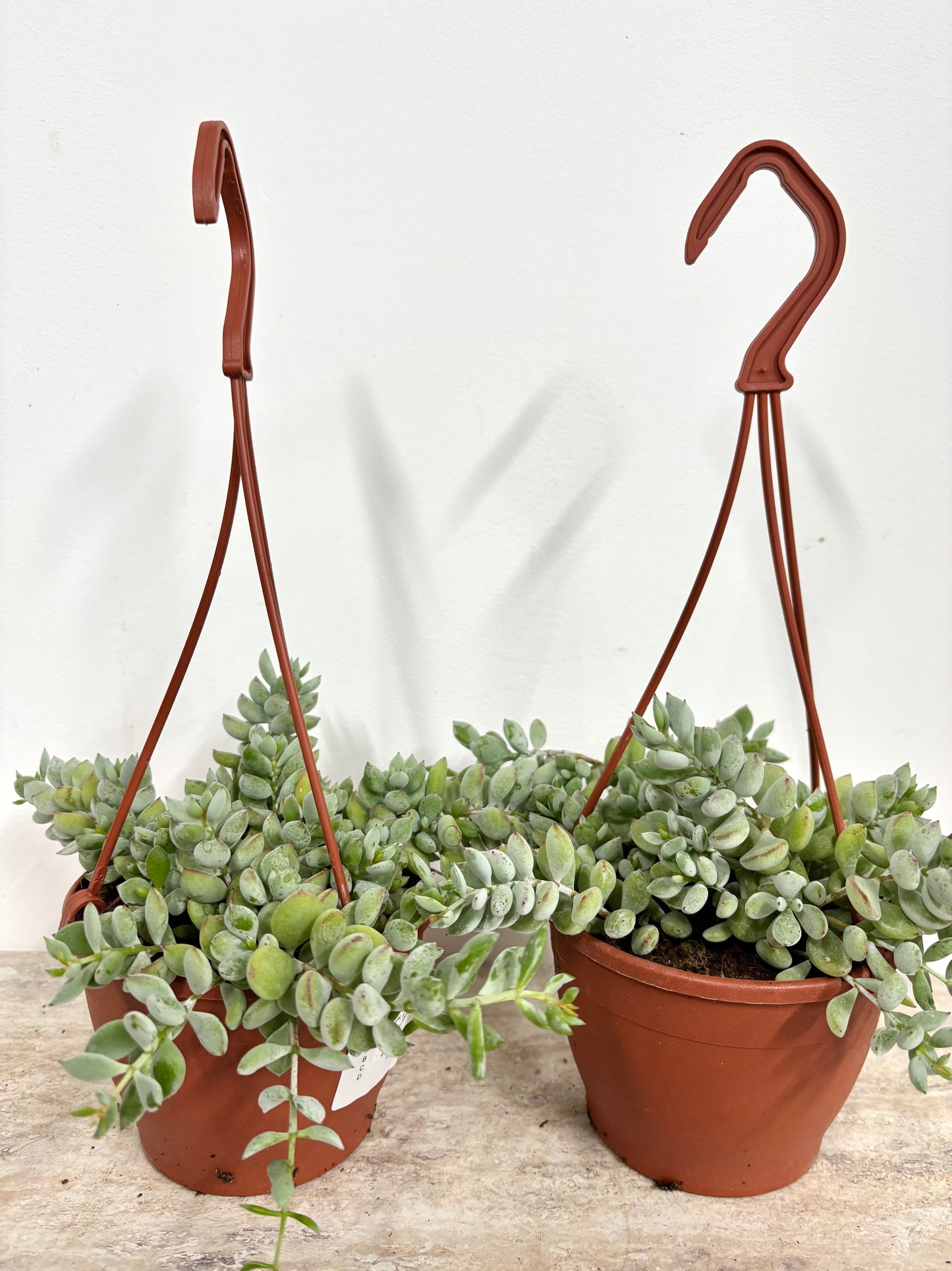 Cotyledon Pendens
