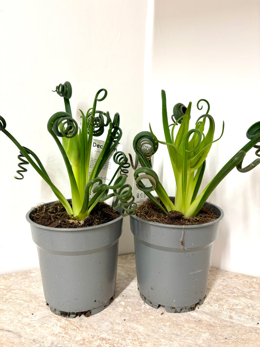 Albuca Spiralis Frizzle Sizzle