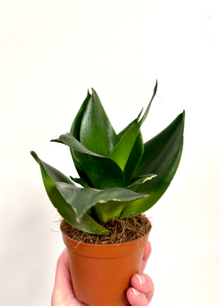 Sansevieria Hahnii