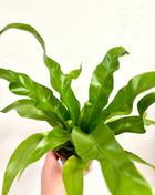 Asplenium Antiquum