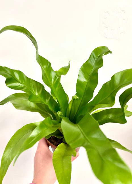 Asplenium Antiquum