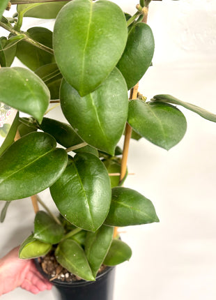 Hoya Calycina Stargazer