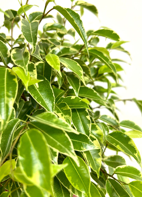 Ficus Kinky