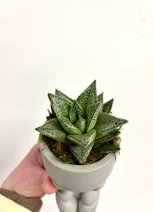Sitting pots