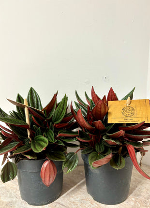 Peperomia Rosso