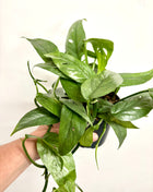 Epipremnum Cebu Blue