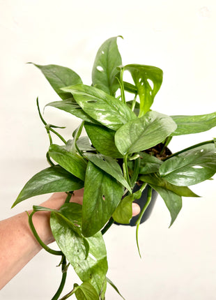 Epipremnum Cebu Blue