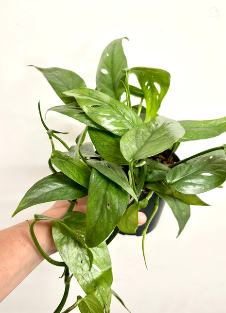 Epipremnum Cebu Blue