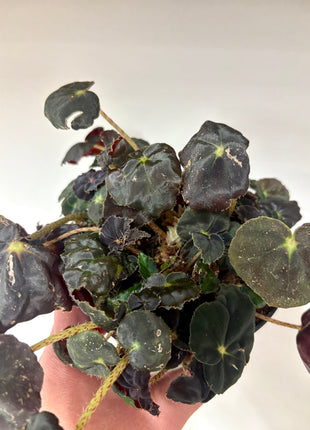 Begonia Rex Conga