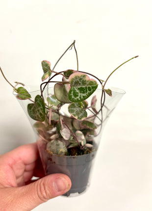 Ceropegia Woodii Variegata / String of Hearts