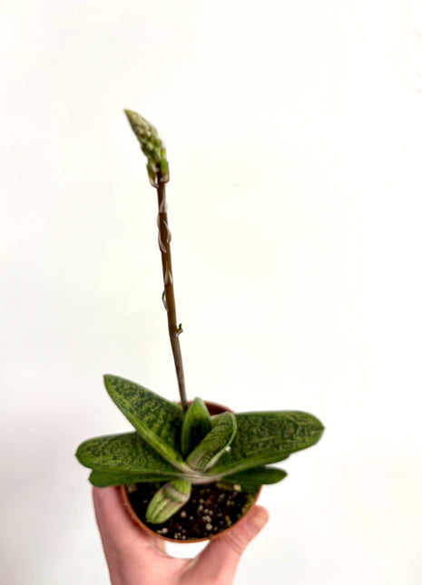 Gasteria Little Warty