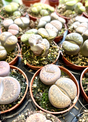 Lithops