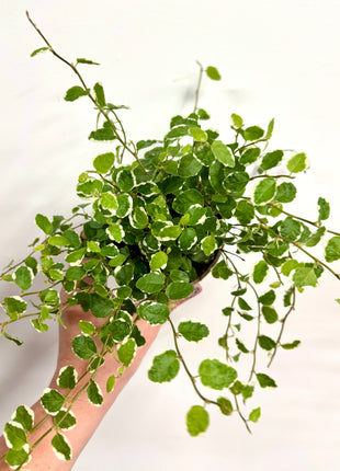 Ficus White Sunny