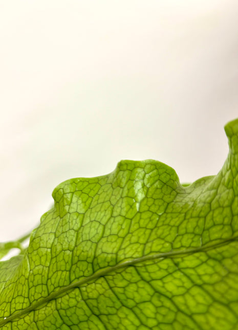 Microsorum Crocodyllus