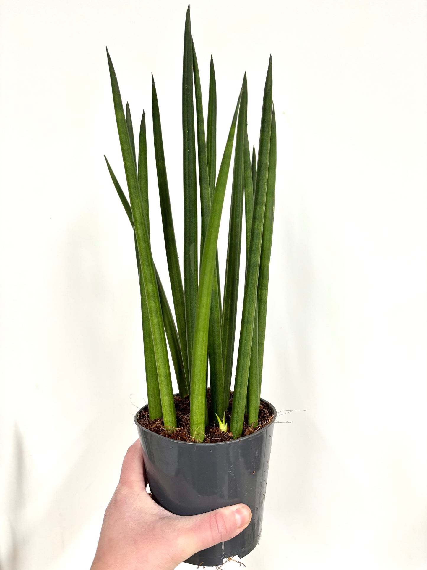 Sansevieria Mikado