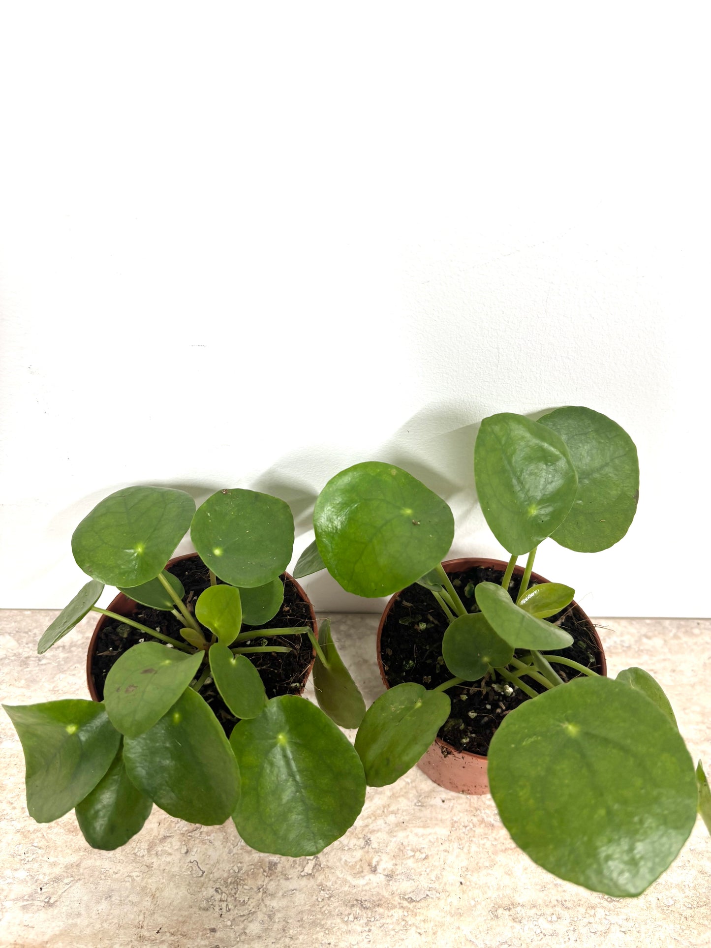 Pilea Peperomioides