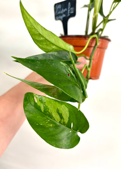 Epipremnum Pinnatum Variegata