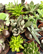 Succulents