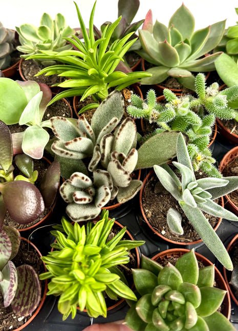 Succulents