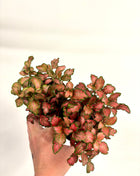 Fittonia - Pink/Red