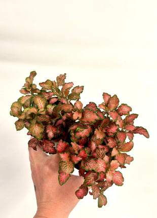 Fittonia - Pink/Red