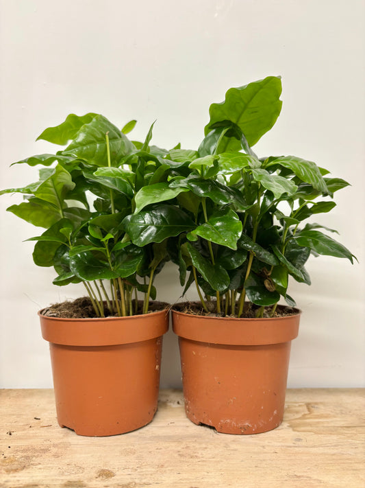 Coffea Plant