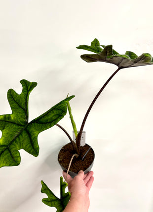 Alocasia Jacklyn