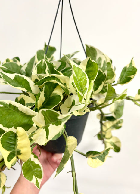 Epipremnum Njoy