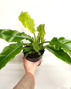 Philodendron Narrow Escape