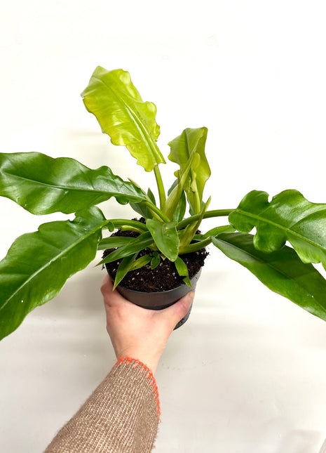 Philodendron Narrow Escape